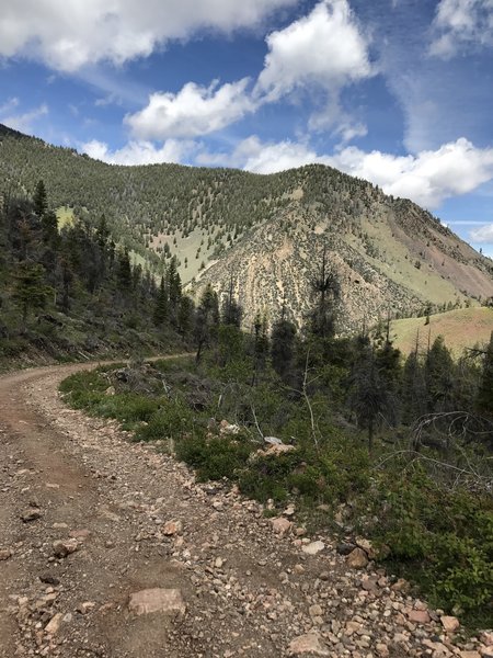 The logging road on the way to the Custer Motorway. It is all downhill but those with minimalist shoes will get beat up by the rocks. If your quads are ok, they won't be soon!