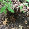 Fungus is plentiful along the trail!