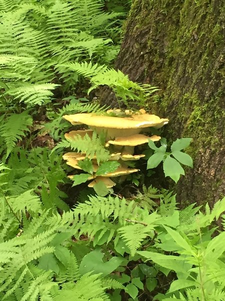 Keep your eyes peeled for different types of fungi along the trail.