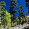 The trail travels up the sandy slopes next to Pine Creek.