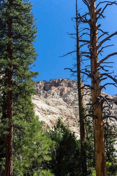 Pines and Douglas firs are at the heart of The Box.