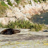 An unconcerned fur seal naps in the sun at Separation Point.