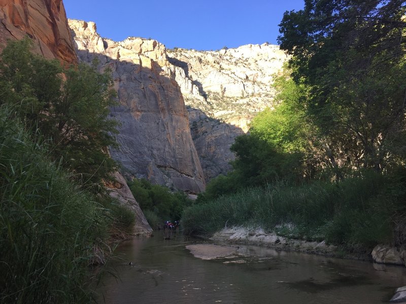 Lushness abounds along Mamie Creek in Lower Death Hollow.