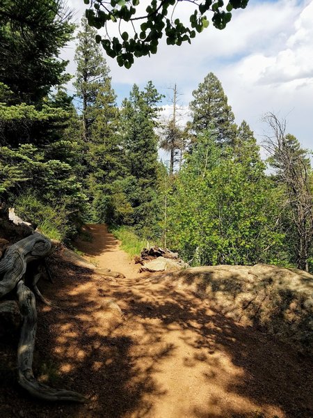 The St. Mary Falls Trail (#624) rambles through the timbers.