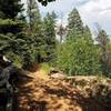 The St. Mary Falls Trail (#624) rambles through the timbers.