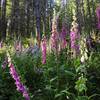A swatch of Fox Gloves adds color along the Tiger Mountain Connector in late June.
