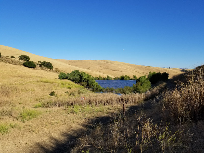 This is the main pond in Brushy Peak Regional Preserve.