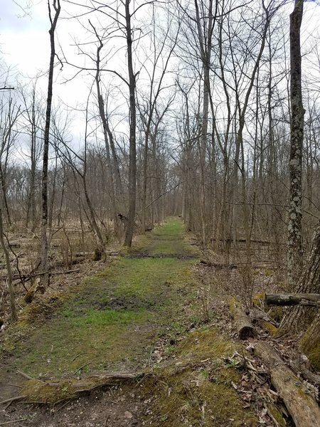 Early spring brings new grass to the Green Trail.