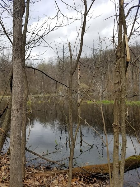 Water flows near the Green Trail.