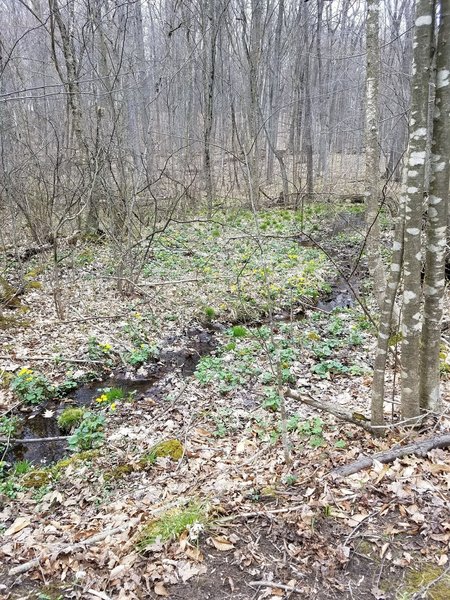 Water winds through this wooded area in a little stream.