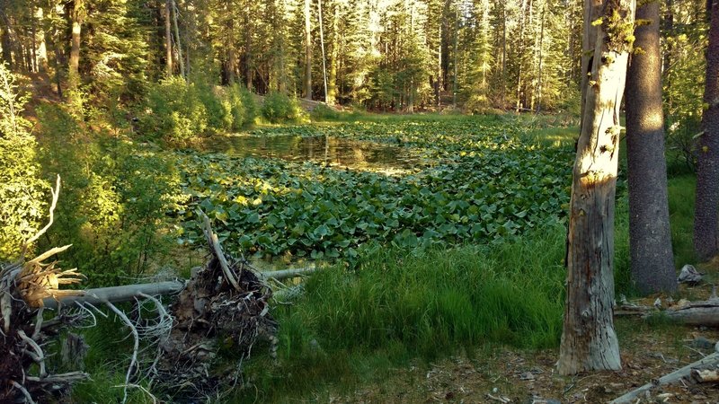 Lily Pond peeks through the forest along the trail.