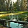 Is it a small shallow pond or a flooded meadow? This is along the Lily Pond Trail.