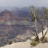 A lone tree witnesses a moody Grand Canyon from Maricopa Point.