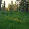 Enjoy this small, lush meadow along the Lily Pond Trail.