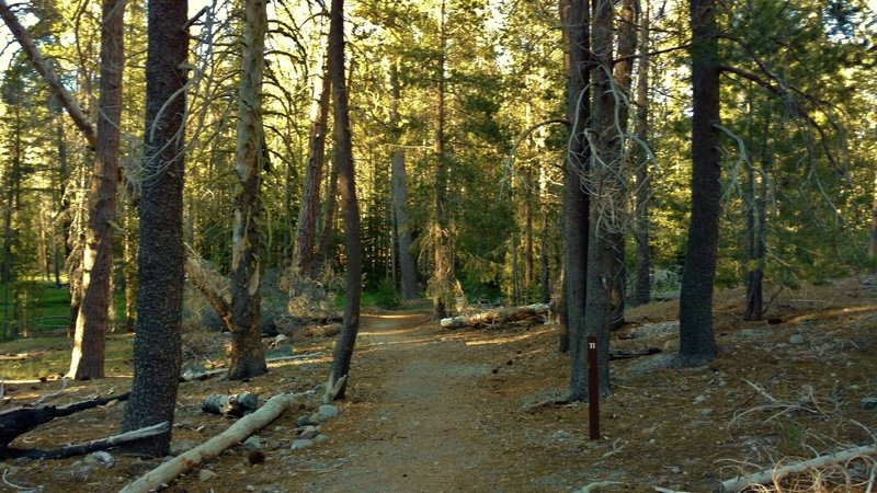 Lily Pond Trail meanders through the pines with numbered posts corresponding to descriptions in the self-guided trail pamphlet.