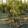 Experience the Dwarf Forest, a rejuvenating forest, along Lily Pond Trail. The rocks are part of Chaos Jumble, the remnants of a huge rock avalanche that buried the original forest about 350 years ago.