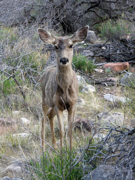 Deer graze near Bright Angel Campground.