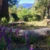 Fell on Knee Trail offers gorgeous mountain lupine and paintbrush with granite boulders and a Mt. Ashland view.