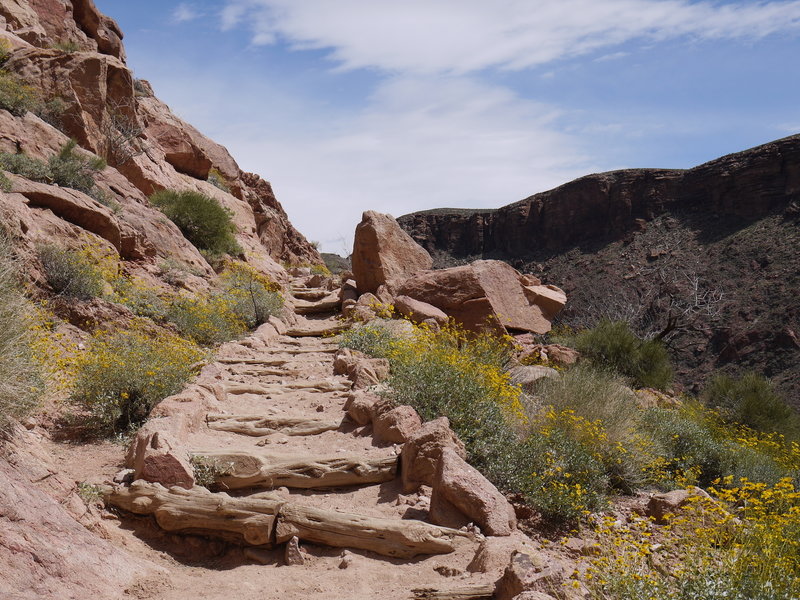 Yellow flowers grow along the Bright Angel Trail.