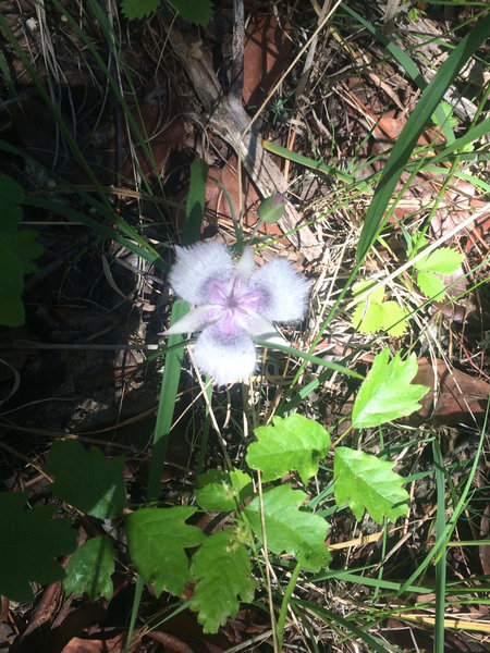 Fell on Knee offers plenty of wild ginger and poison oak. Watch out!