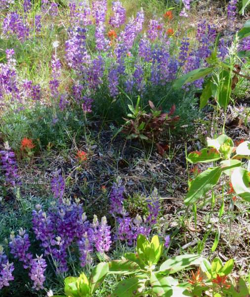 Fell on Knee displays dense pockets of lupine and paintbrush.