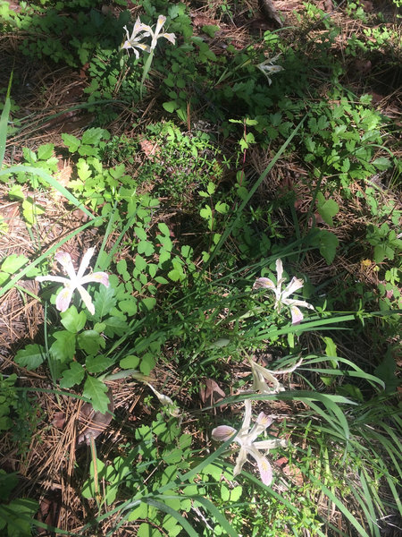 Wild iris grows among poison oak and other plants along the Fell on Knee Trail.