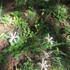 Wild iris grows among poison oak and other plants along the Fell on Knee Trail.