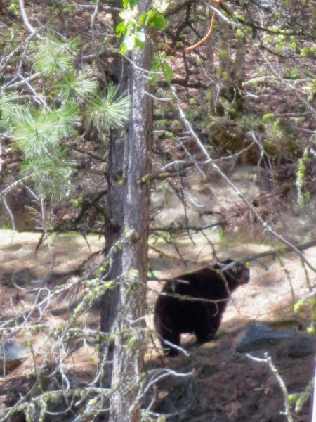 A black bear looks for food along the Fell on Knee Trail.