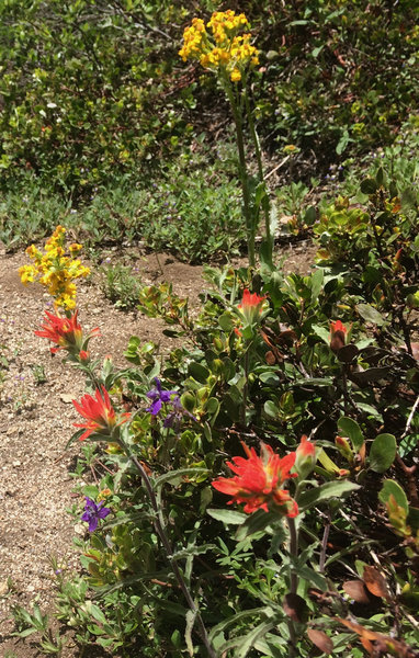 Split Rock wildflowers bloom well into late June.