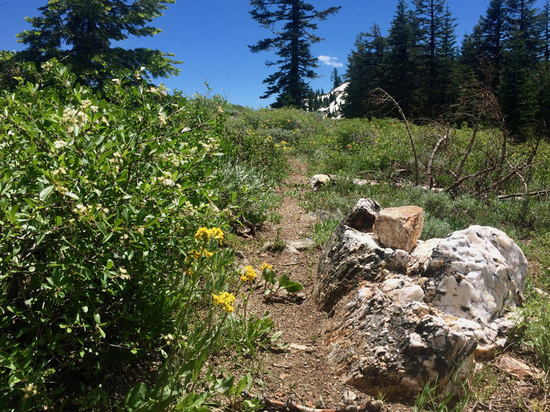 The Split Rock Trail is faint but delightful.