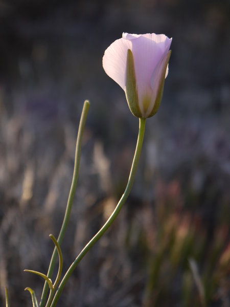 A flower glows in dawn's light.