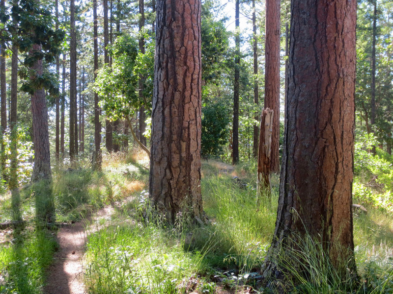 Ponderosas flourish along the Caterpillar Trail.