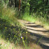 The Caterpillar Trail is buffered by a wide mix of grasses and flowers.