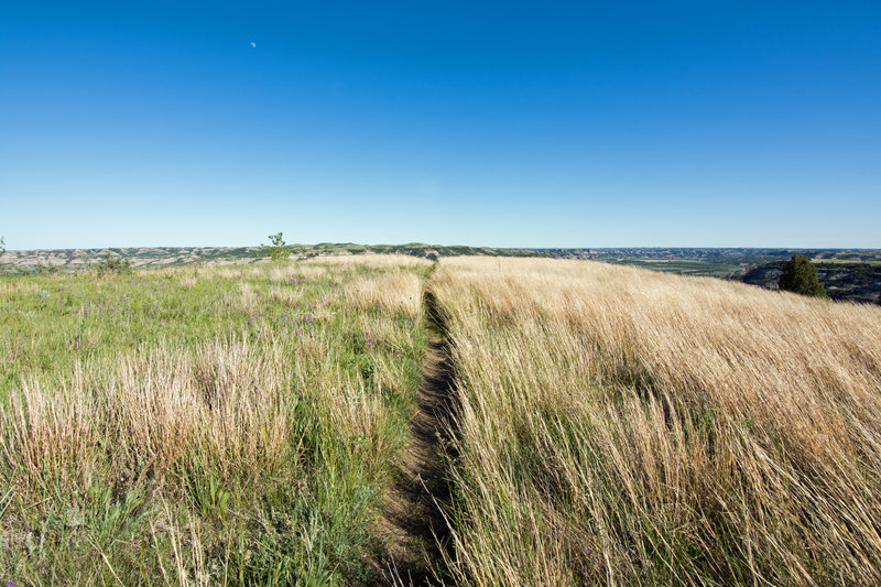 Grassland is the name of the game on the way to Sperati Point.