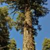 A huge, beautiful old-growth fir grows along the Chaos Crags Trail.