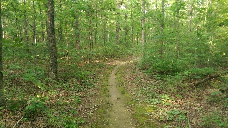 This stretch of singletrack shows some signs of the overgrowth coming back in after the initial wide cutback.