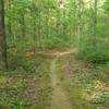 This stretch of singletrack shows some signs of the overgrowth coming back in after the initial wide cutback.