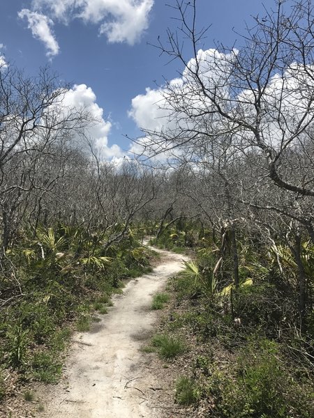 The Bella Vista Trail is rife with lush green undergrowth.