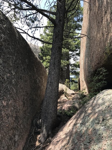 This is the way through the boulder outcropping on Shaylyn Ridge (by squeezing past the tree). Stay on the ridge, and do not go to the north side (the right side when ascending).