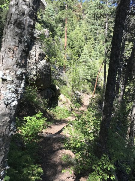 The Ice Cave Creek Trail traverses dense forests atop a granite landscape.