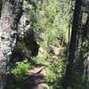 The Ice Cave Creek Trail traverses dense forests atop a granite landscape.