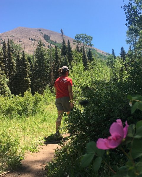 A wild rose blooms on Clark Lake Loop.