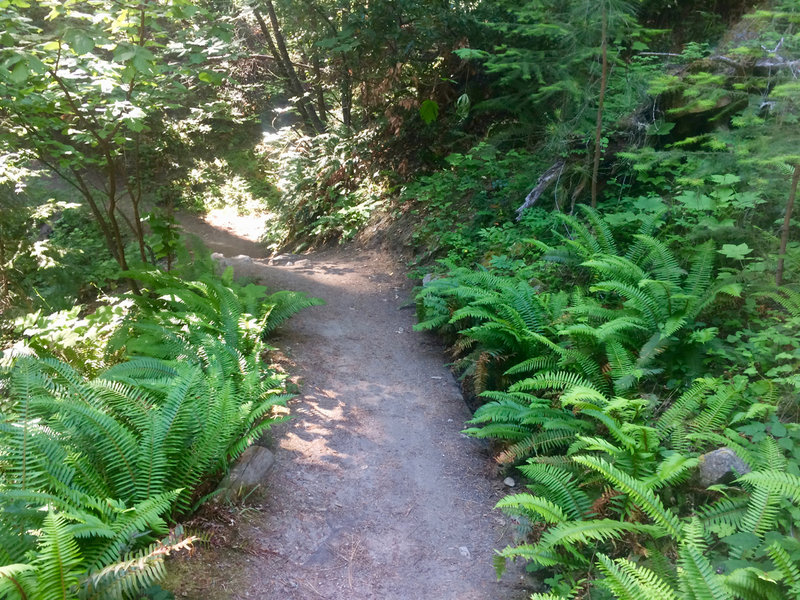 The Toothpick Trail offers plenty of shade amongst the ferns.