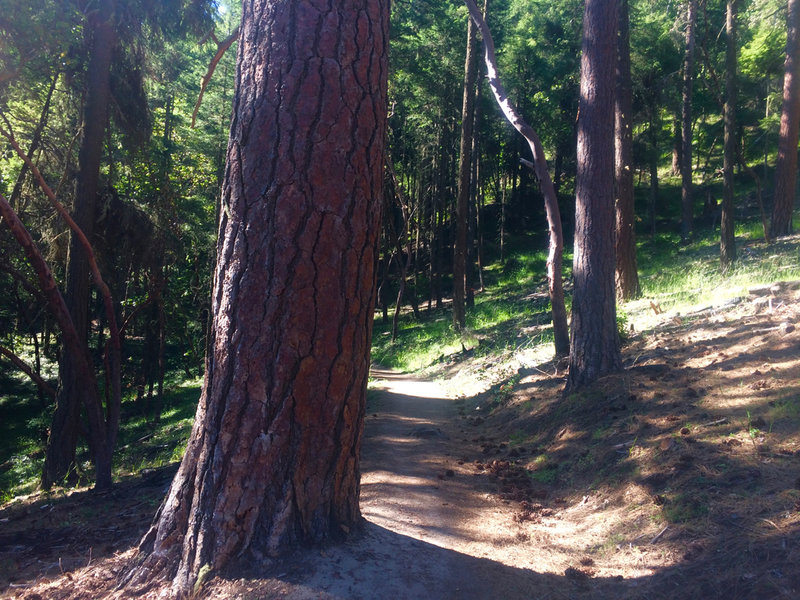 This large tree marks the entrance to the Toothpick Trail (from Ashland Loop Road 2060).