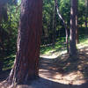 This large tree marks the entrance to the Toothpick Trail (from Ashland Loop Road 2060).