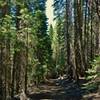 Enjoy the solitude going through the dense, tall firs on Nobles Emigrant Trail (West).