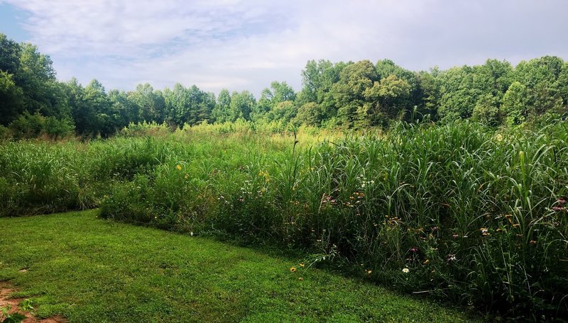 An overgrown field harbors wildflowers and birds near the trail.