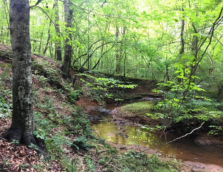 A stream carves through a hill along the Hidden Hill Trail.