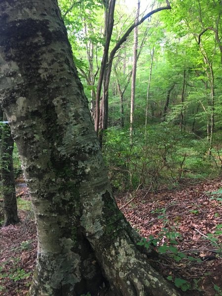 A grizzled old beech tree stands guard along the trail.