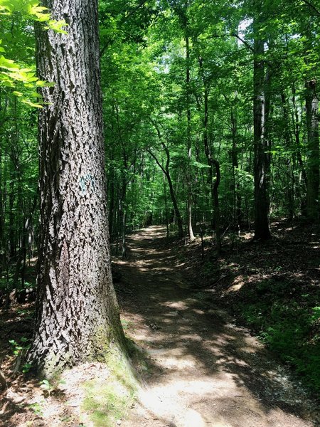 The Ridge Trail travels through dense forests.